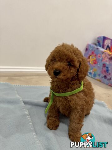 Toy Poodle Puppies DNA cleared Red Male Female purebred