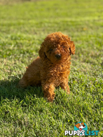 Toy Poodle Puppies DNA cleared Red Male Female purebred