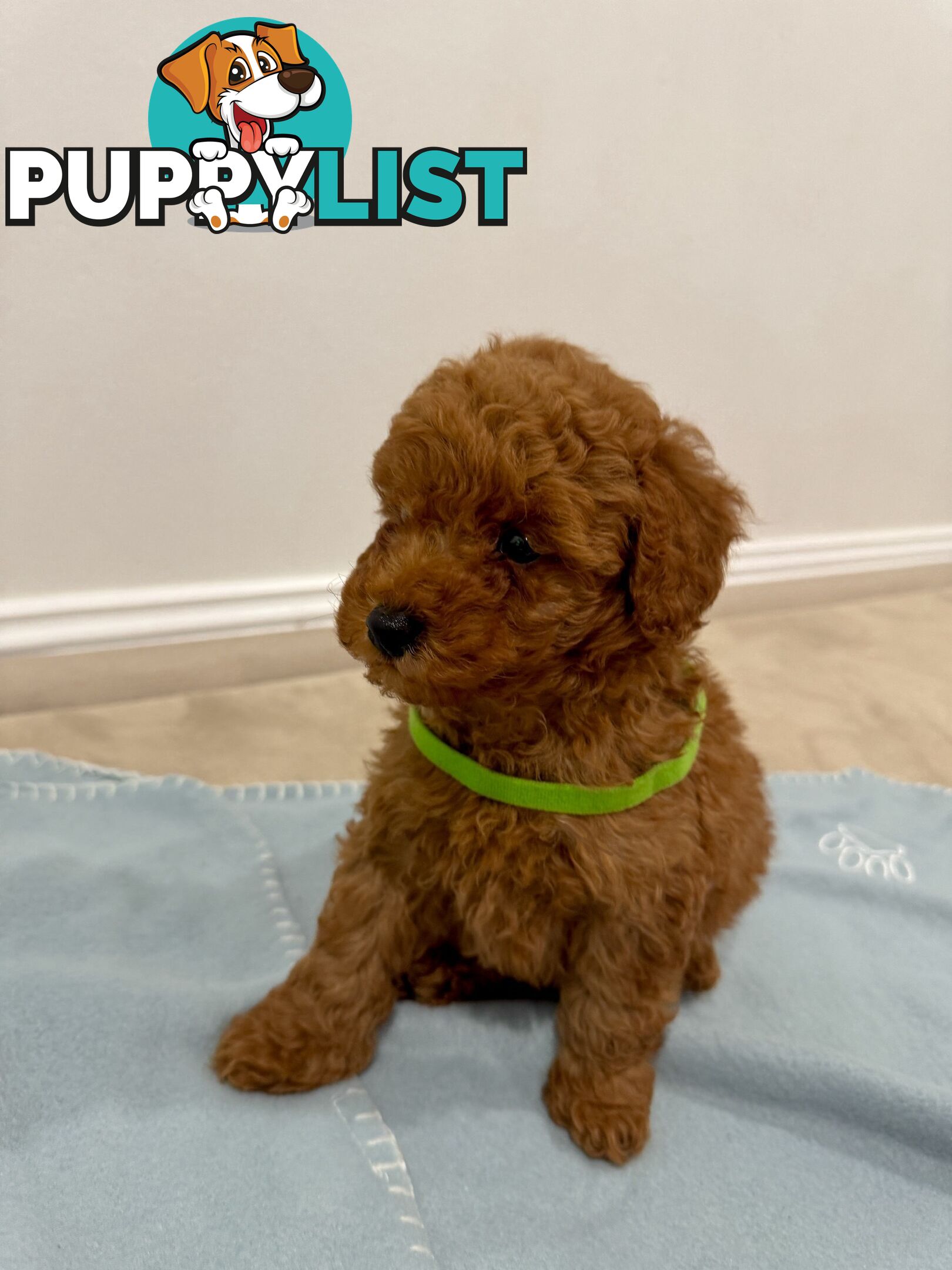 Toy Poodle Puppies DNA cleared Red Male Female purebred