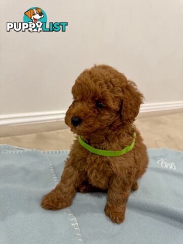 Toy Poodle Puppies DNA cleared Red Male Female purebred