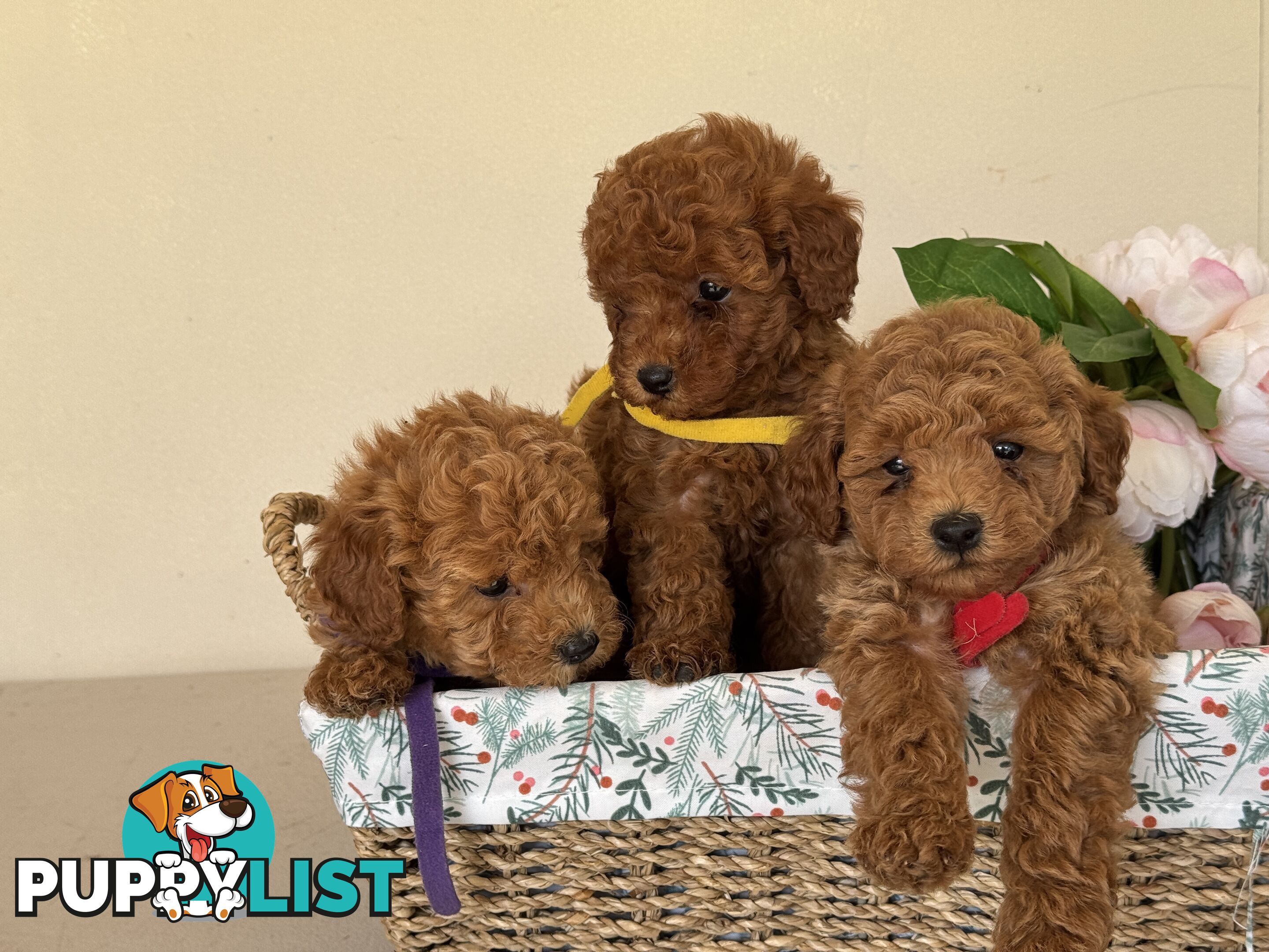 Toy Poodle Puppies DNA cleared Red Male Female purebred