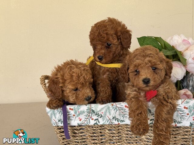 Toy Poodle Puppies DNA cleared Red Male Female purebred