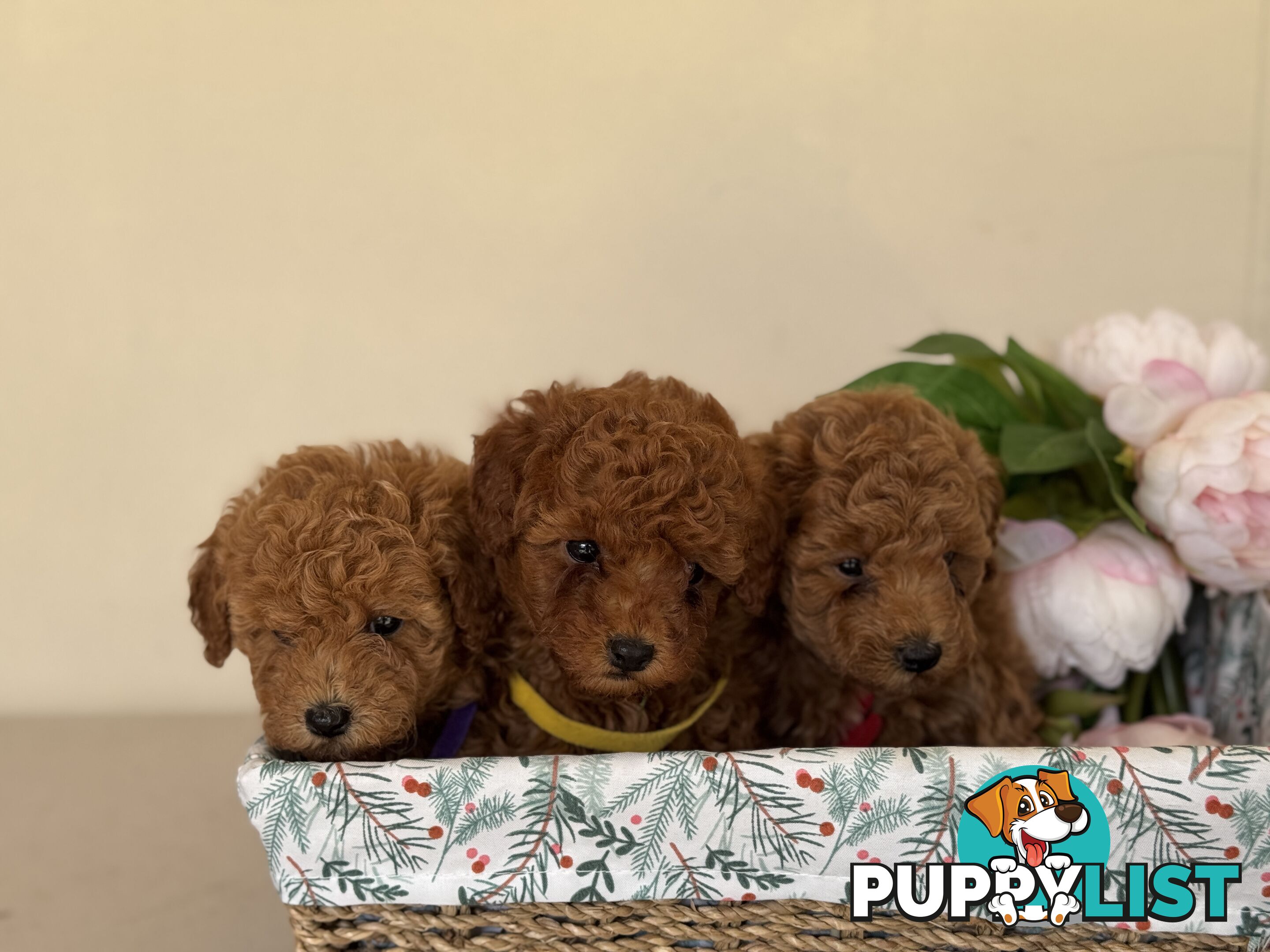 Toy Poodle Puppies DNA cleared Red Male Female purebred