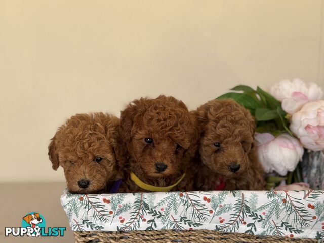 Toy Poodle Puppies DNA cleared Red Male Female purebred