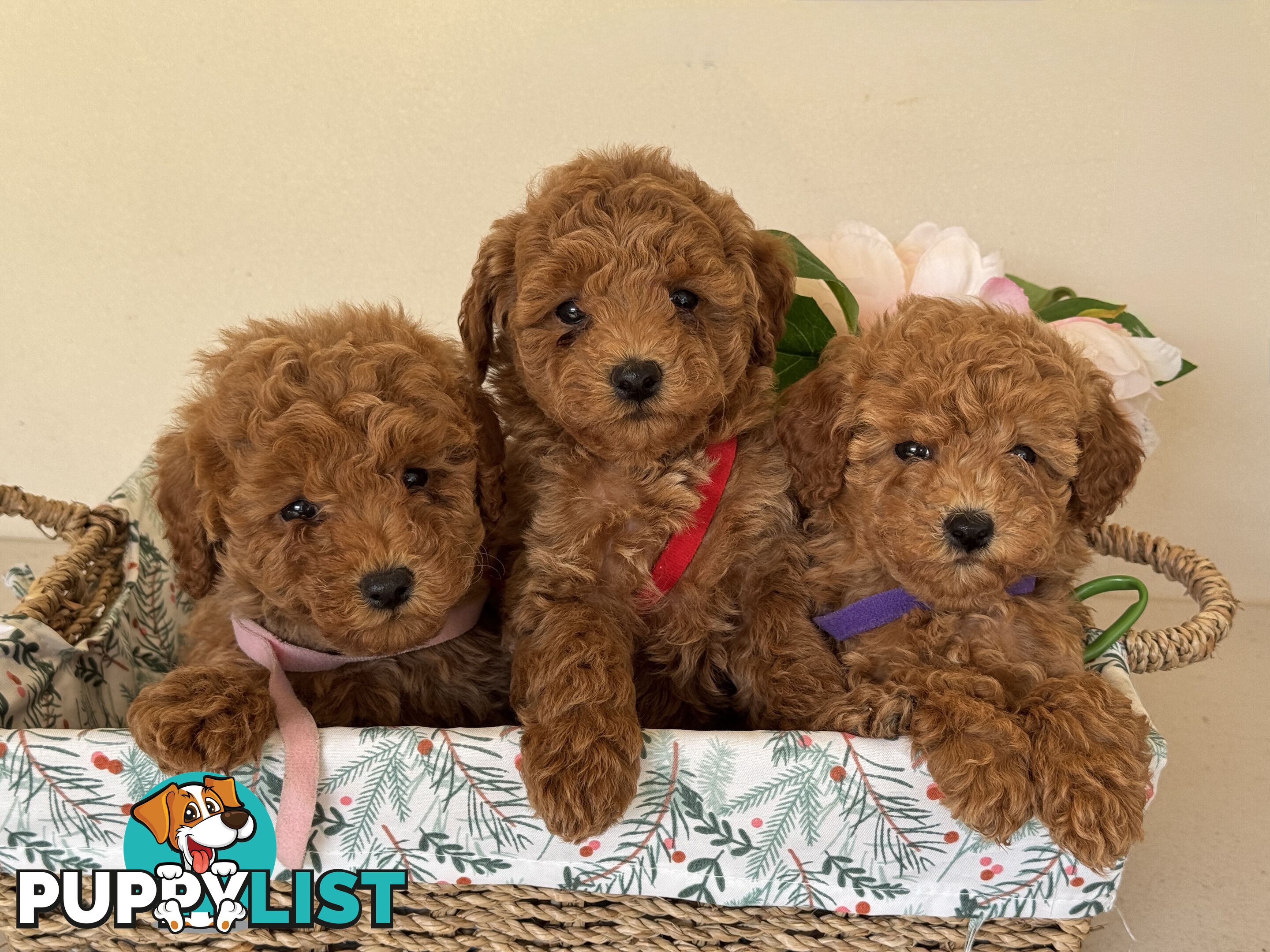Toy Poodle Puppies DNA cleared Red Male Female purebred