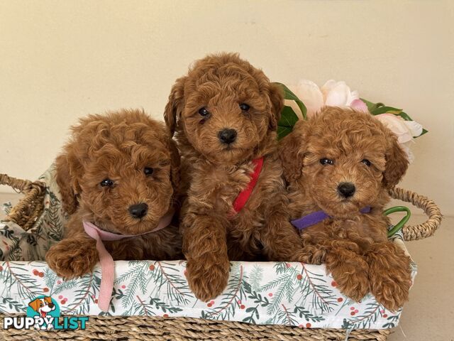 Toy Poodle Puppies DNA cleared Red Male &amp;amp; Female purebred