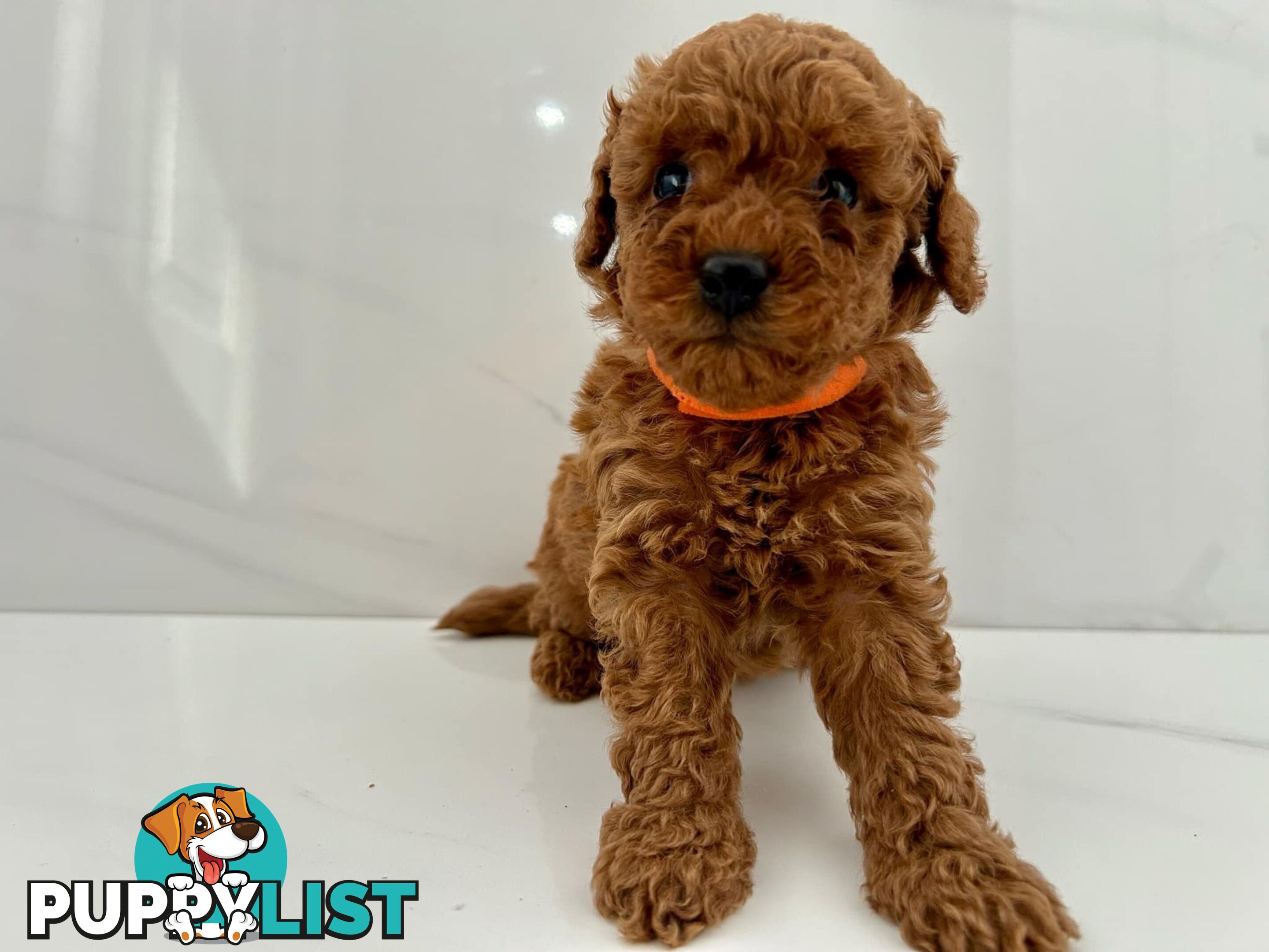 Toy poodle puppies purebred DNA cleared male females