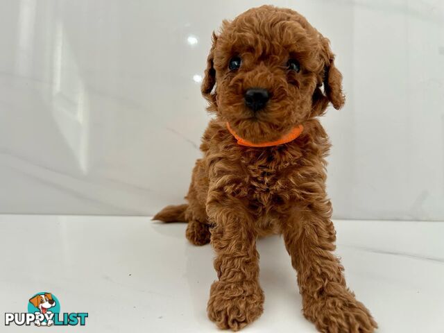 Toy poodle puppies purebred DNA cleared male females