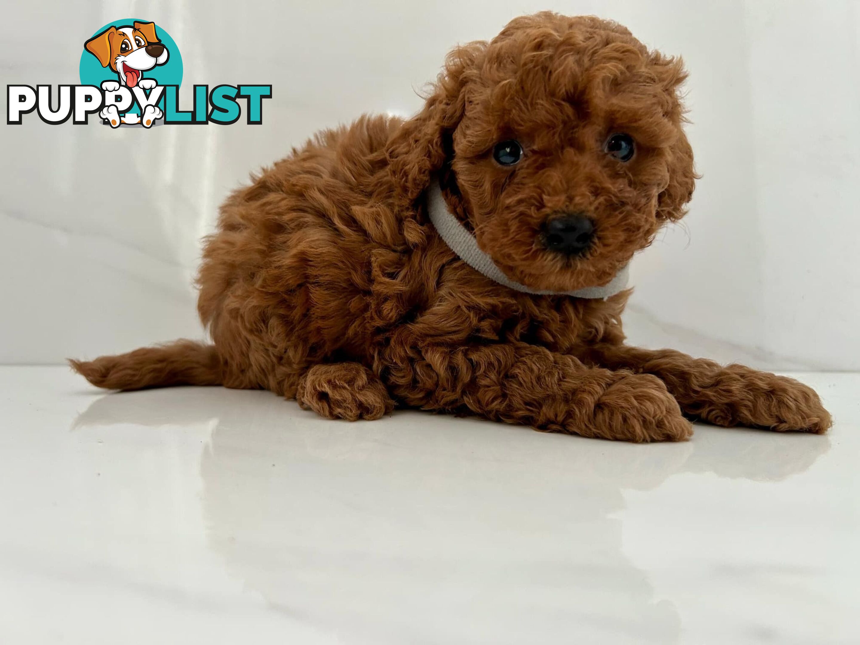 Toy poodle puppies purebred DNA cleared male females