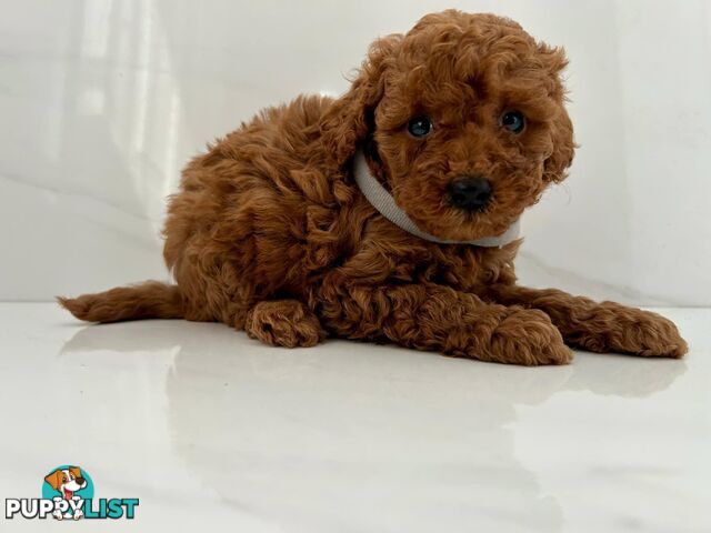 Toy poodle puppies purebred DNA cleared male females