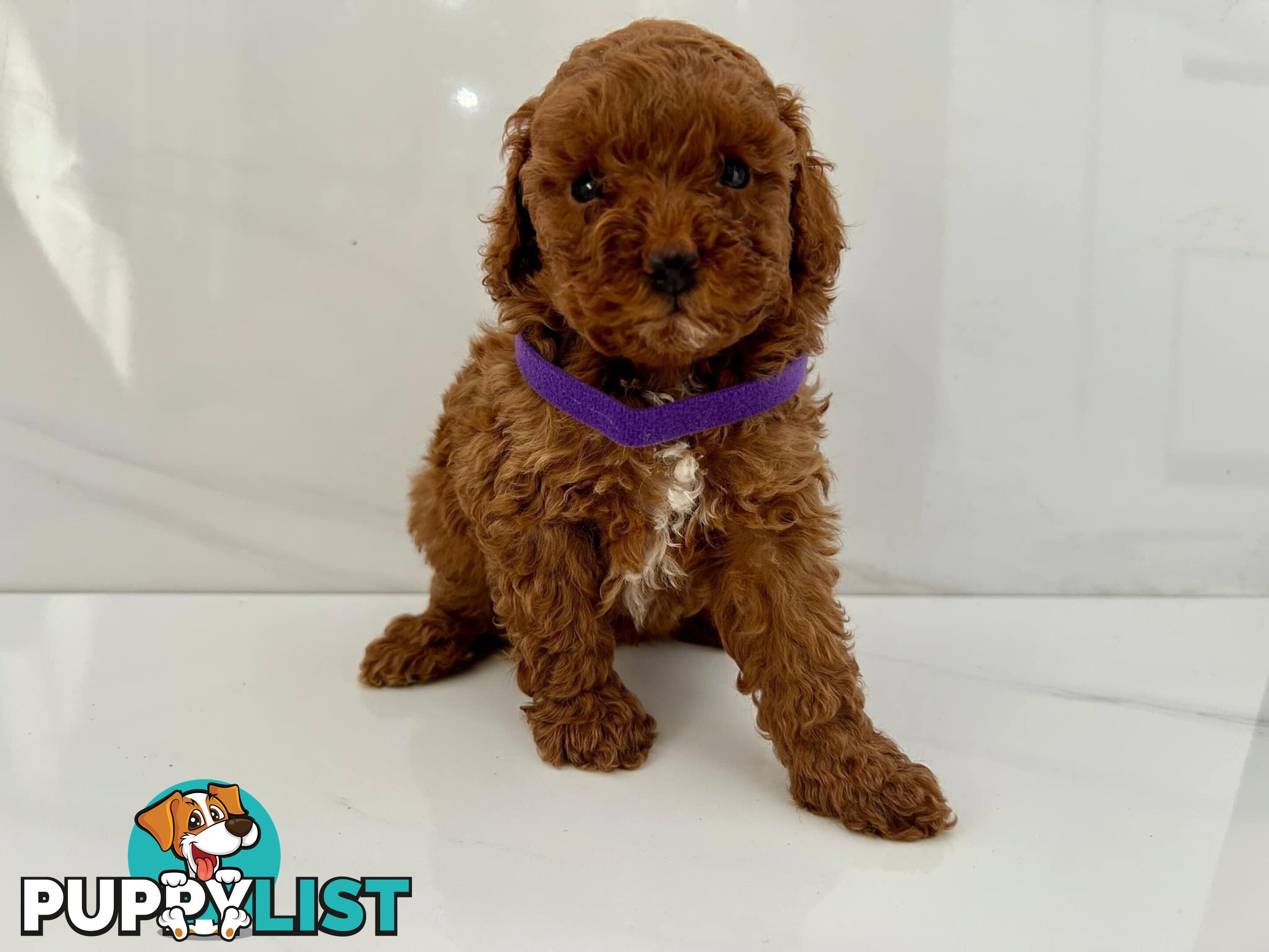 Toy poodle puppies purebred DNA cleared male females