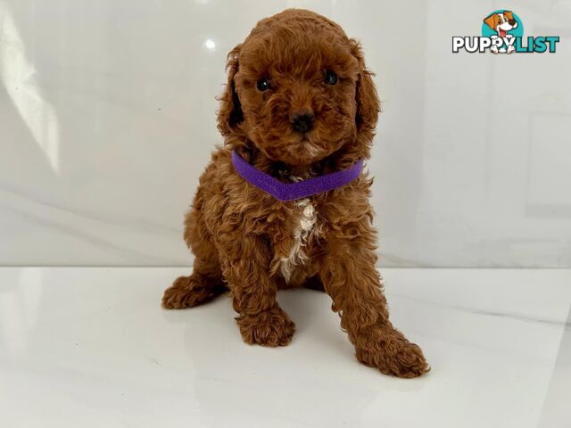 Toy poodle puppies purebred DNA cleared male females