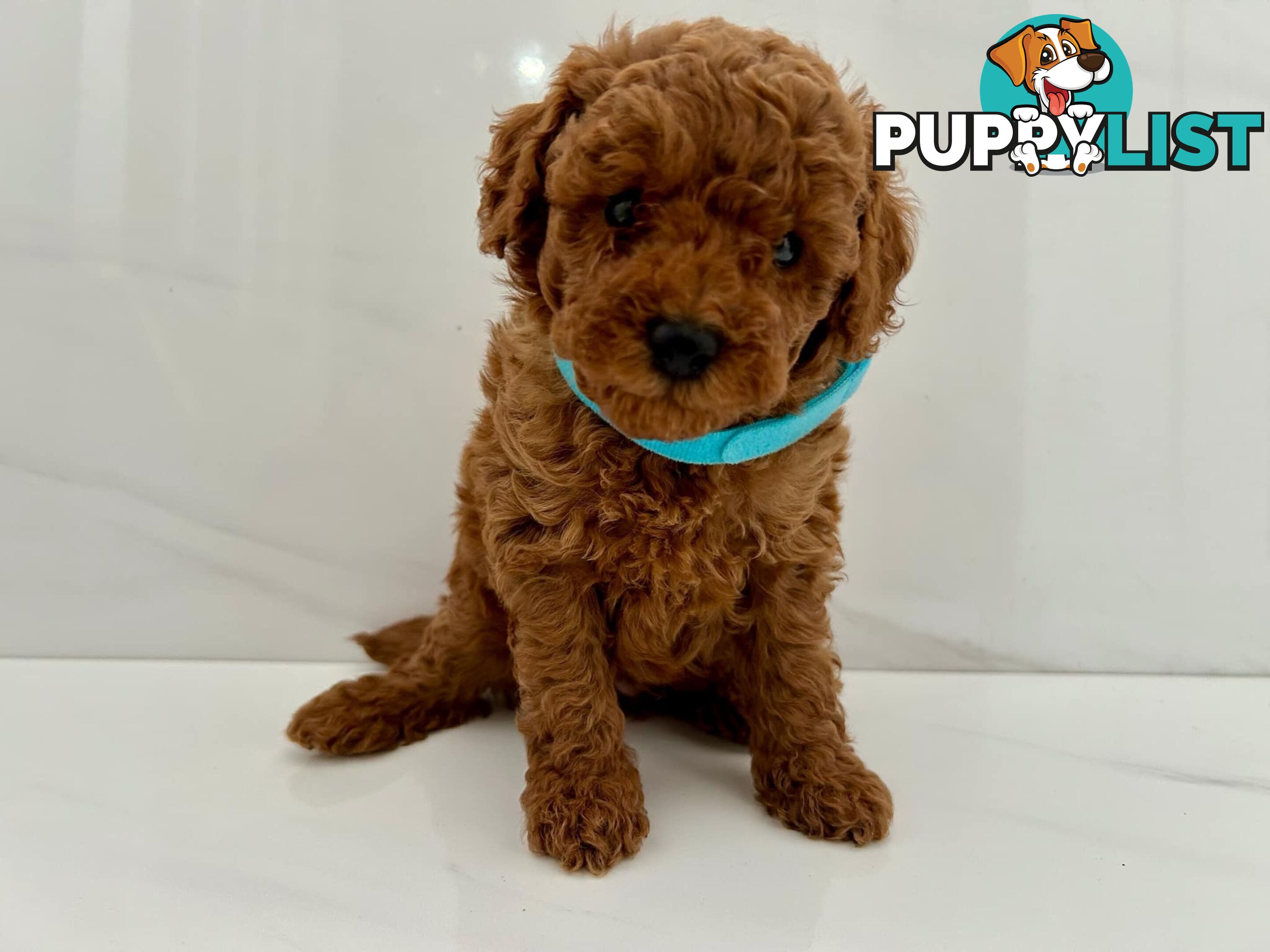 Toy poodle puppies purebred DNA cleared male females