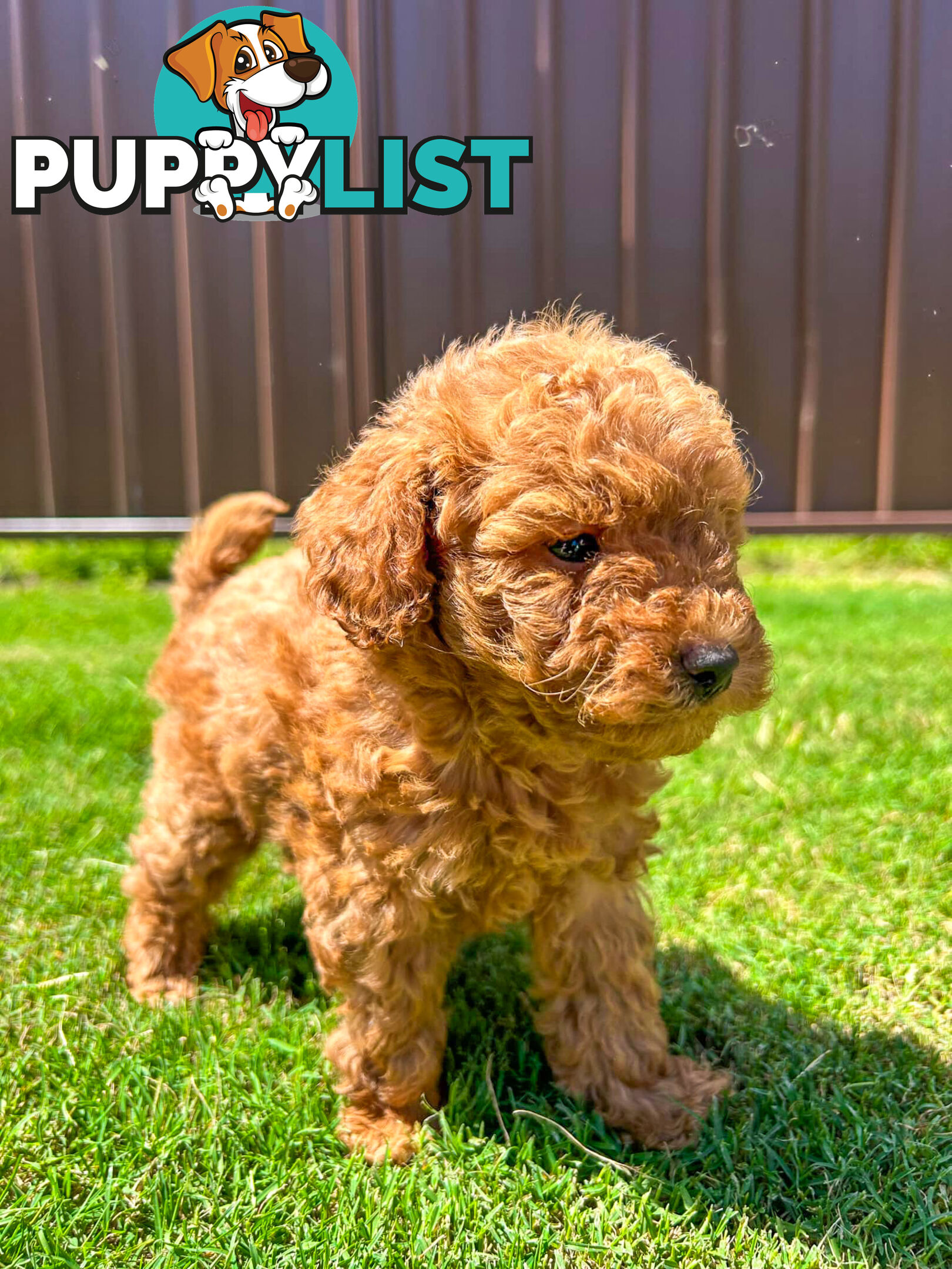 Toy Poodle Puppies Red Males Females Purebred Teddybear