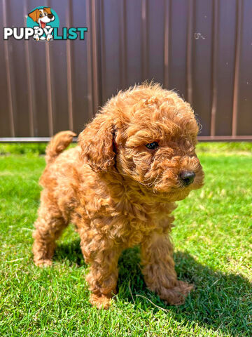 Toy Poodle Puppies Red Males Females Purebred Teddybear