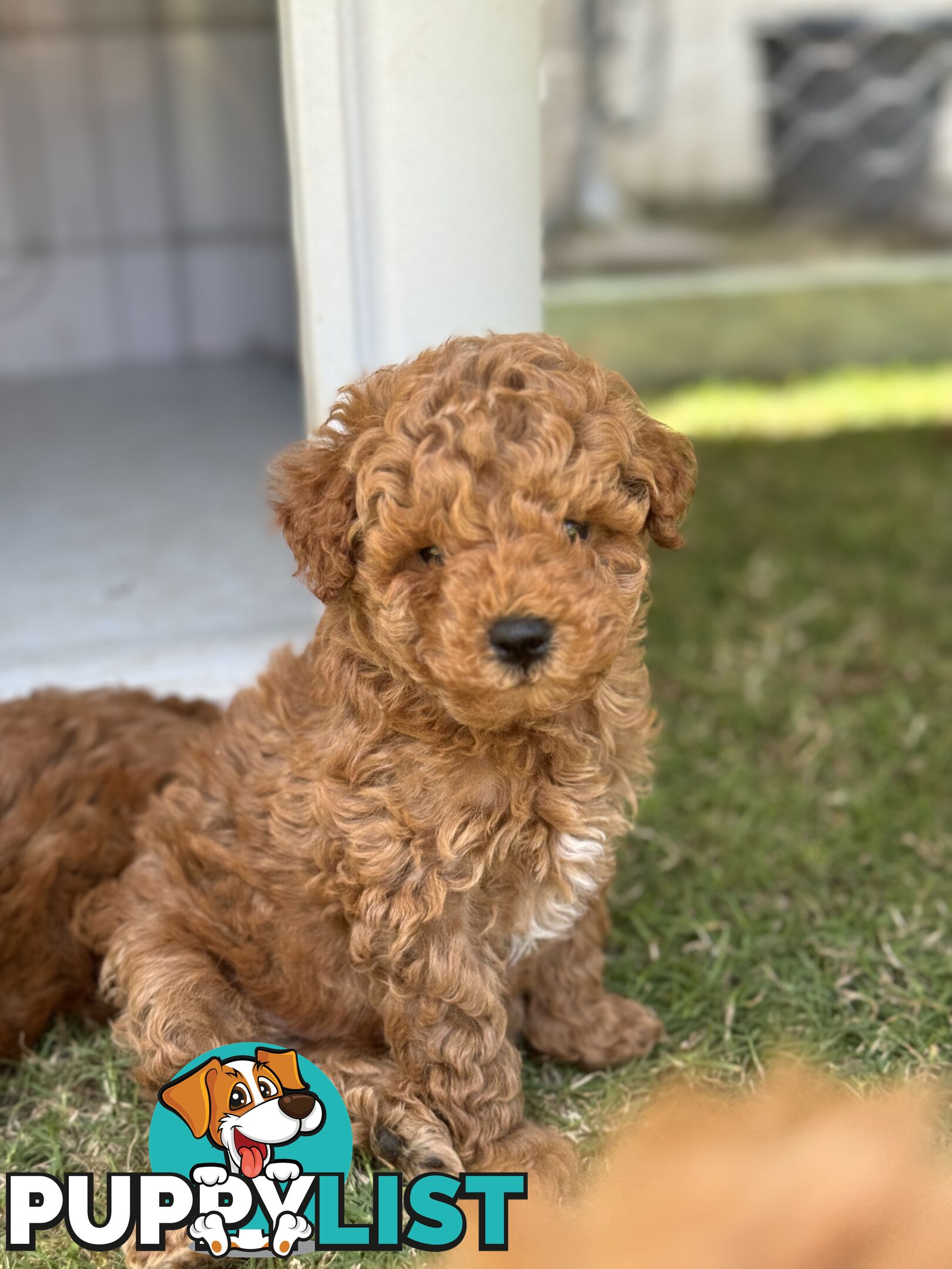 Toy Poodle Puppies Red Males Females Purebred Teddybear