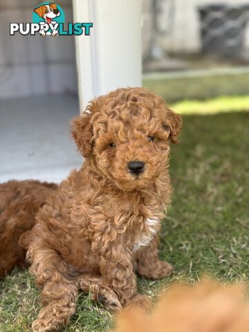 Toy Poodle Puppies Red Males Females Purebred Teddybear