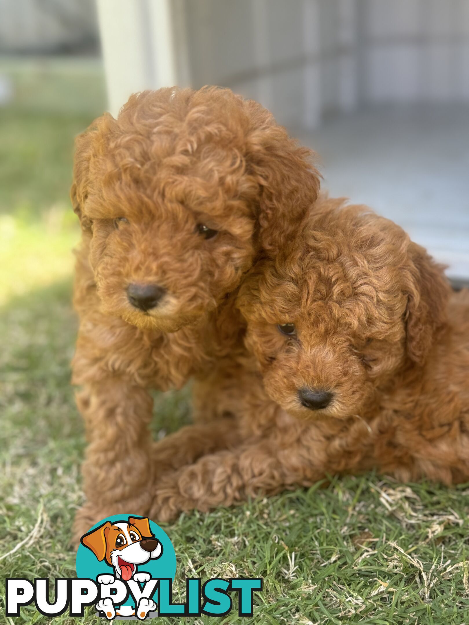 Toy Poodle Puppies Red Males Females Purebred Teddybear