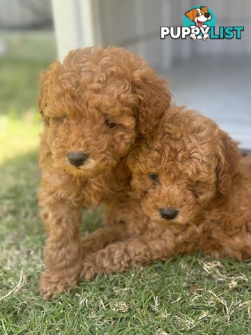 Toy Poodle Puppies Red Males Females Purebred Teddybear