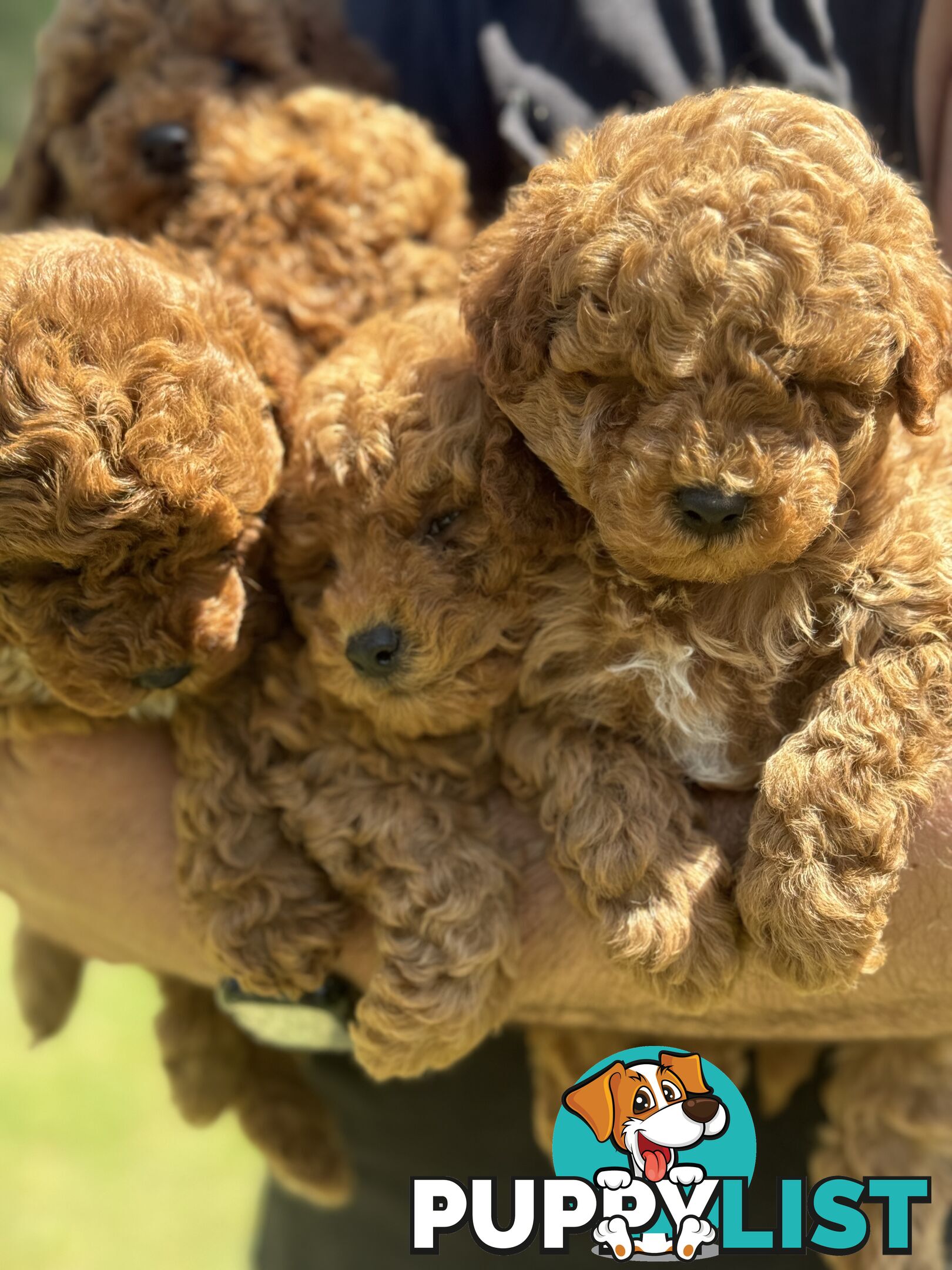 Toy Poodle Puppies Red Males Females Purebred Teddybear