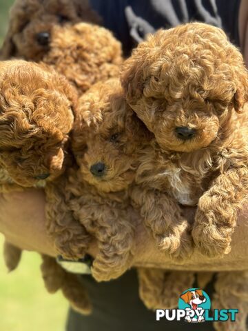 Toy Poodle Puppies Red Males Females Purebred Teddybear