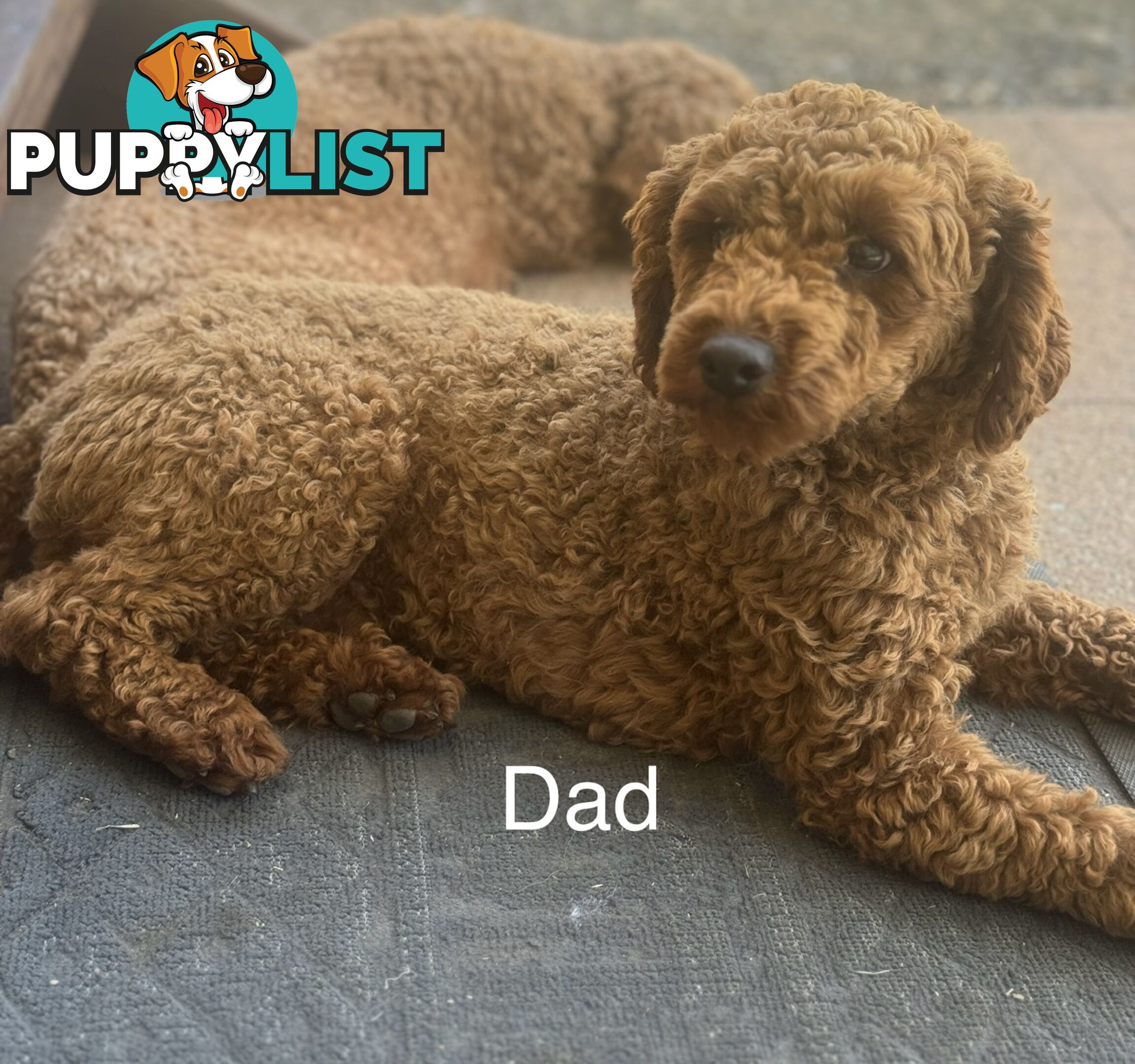 Toy Poodle Puppies Red Males Females Purebred Teddybear