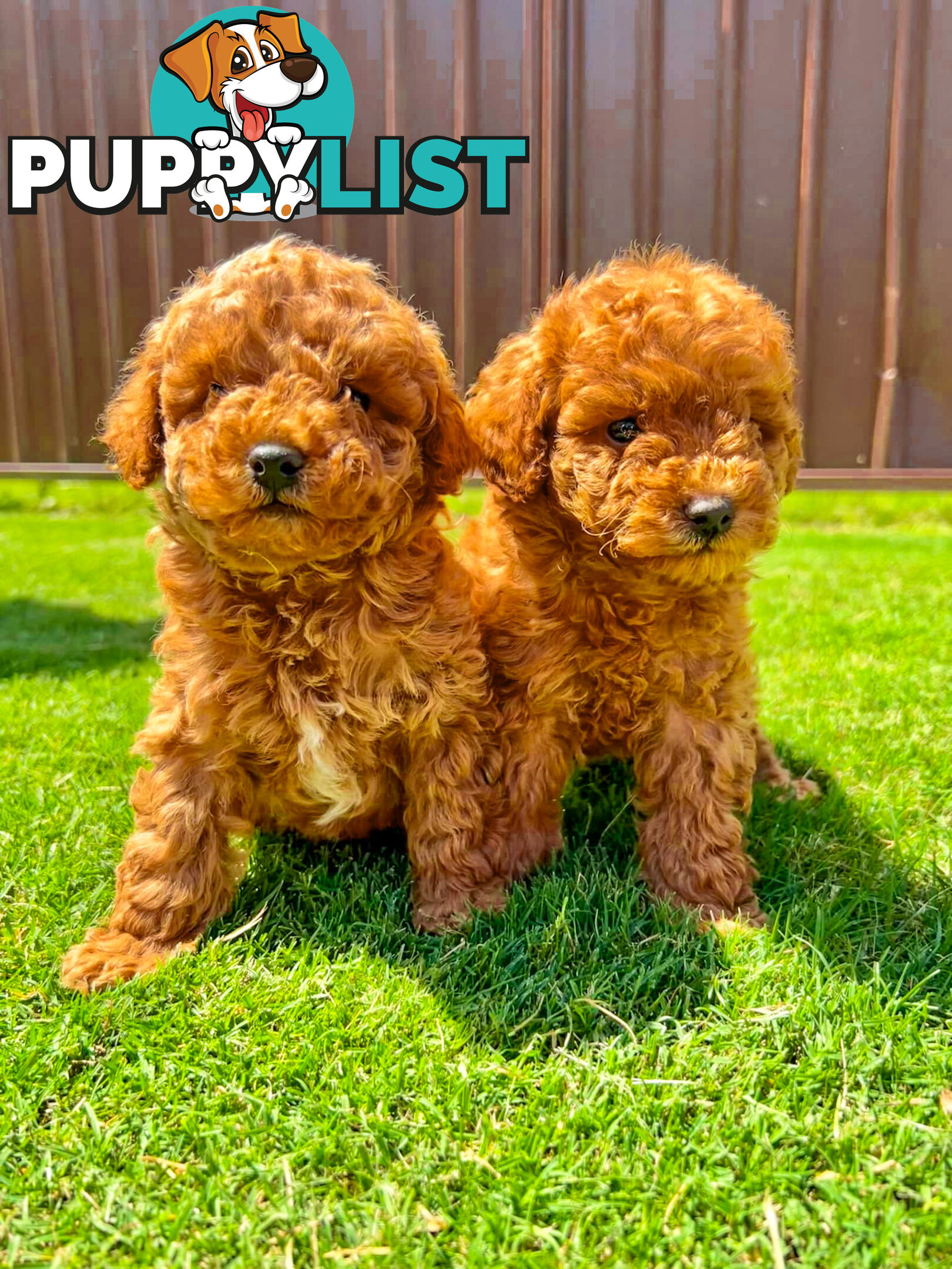 Toy Poodle Puppies Red Males Females Purebred Teddybear