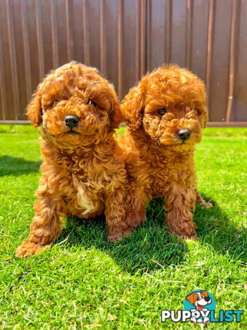 Toy Poodle Puppies Red Males Females Purebred Teddybear