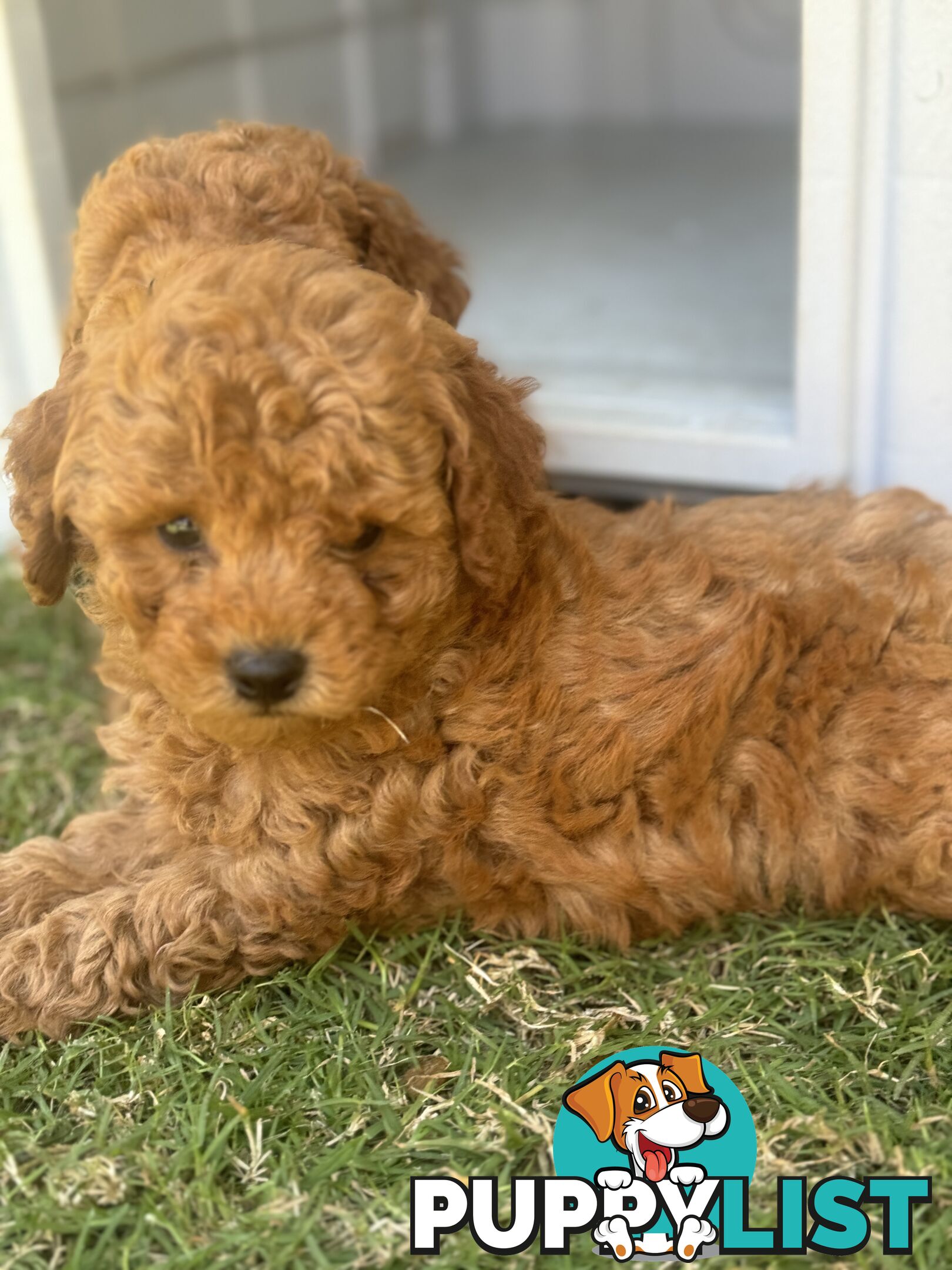 Toy Poodle Puppies Red Males Females Purebred Teddybear