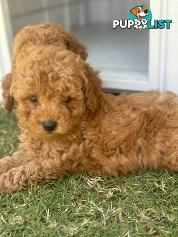 Toy Poodle Puppies Red Males Females Purebred Teddybear