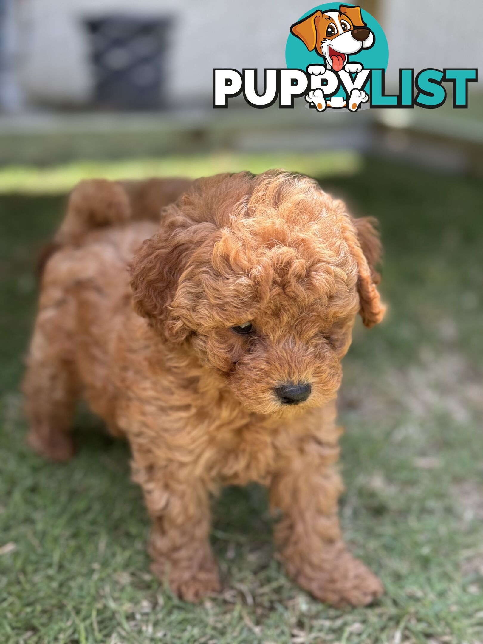 Toy Poodle Puppies Red Males Females Purebred Teddybear