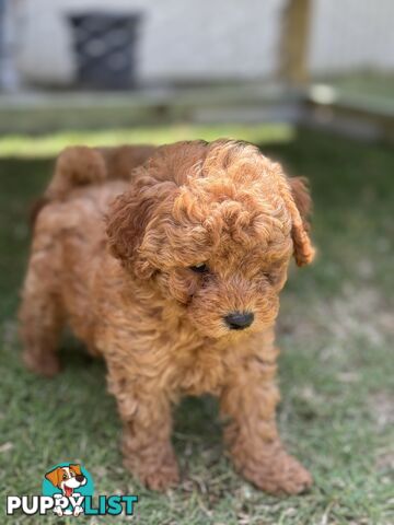 Toy Poodle Puppies Red Males Females Purebred Teddybear