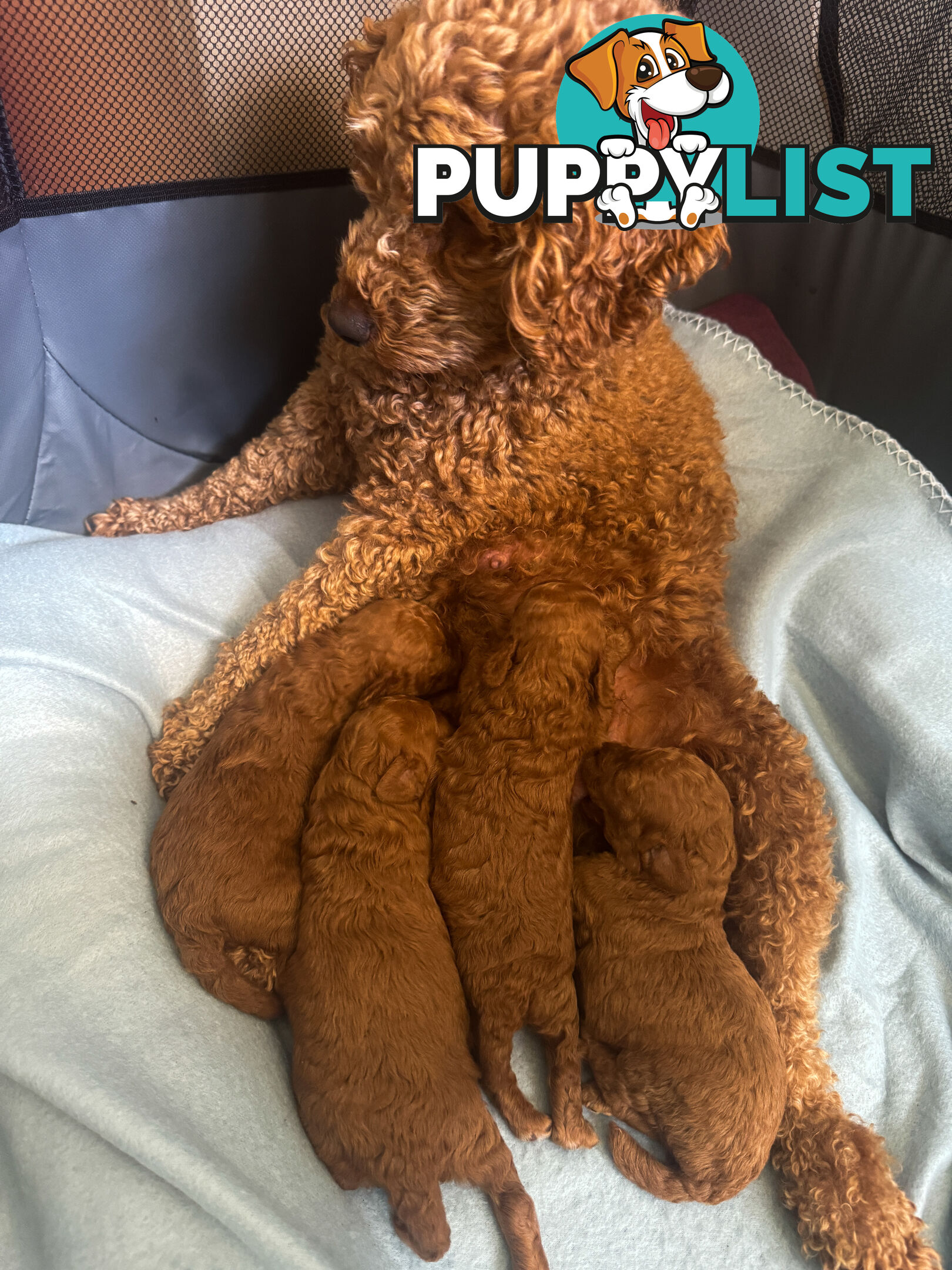 Toy Poodle Puppies Red Males Females Purebred Teddybear