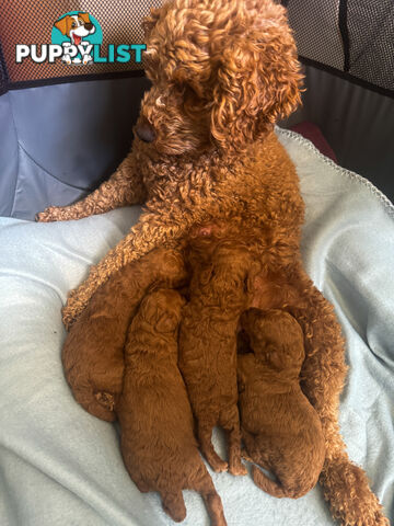 Toy Poodle Puppies Red Males Females Purebred Teddybear