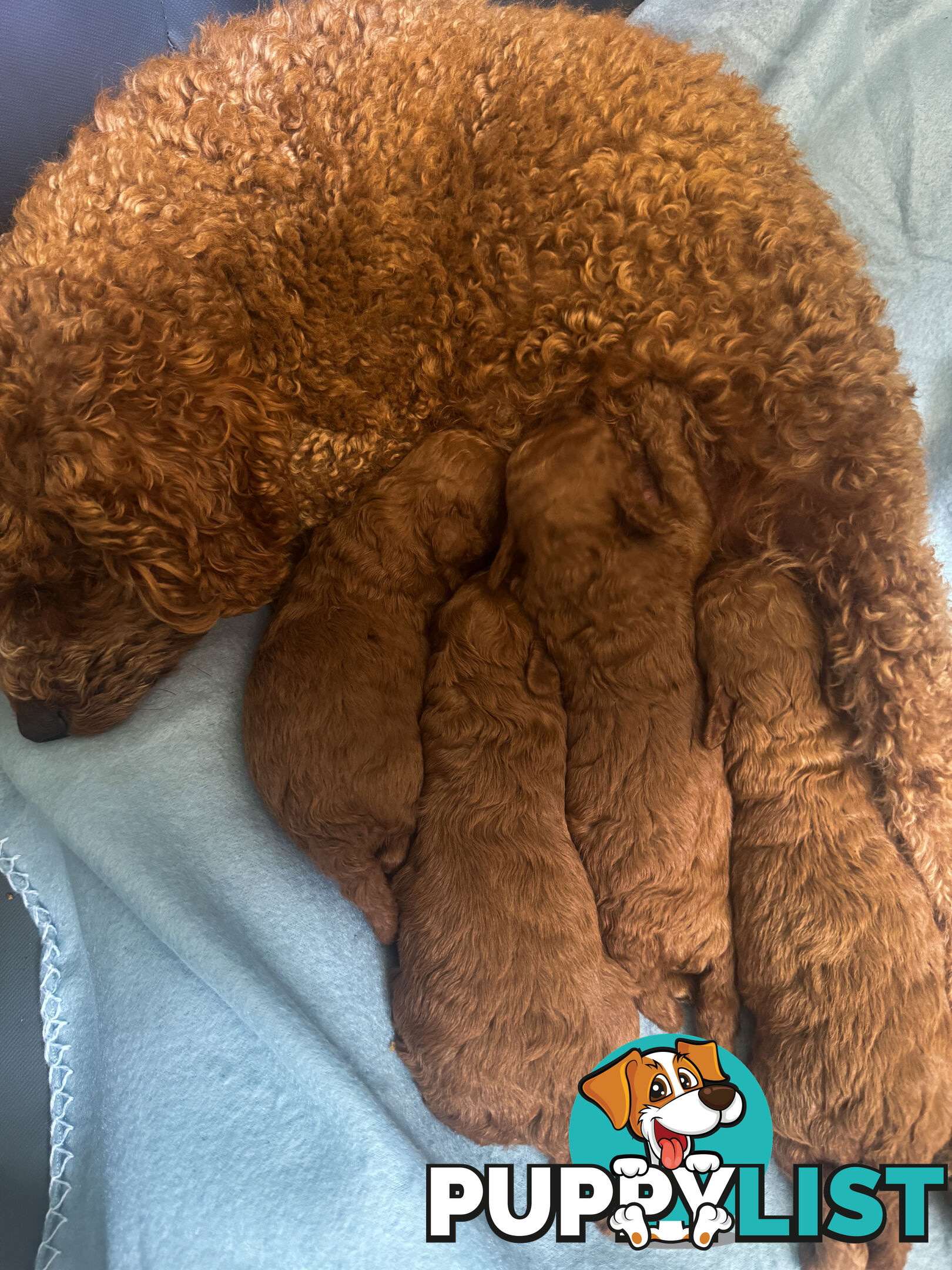 Toy Poodle Puppies Red Males Females Purebred Teddybear