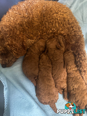 Toy Poodle Puppies Red Males Females Purebred Teddybear