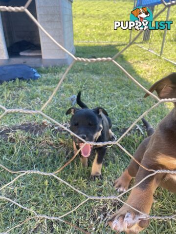 Kelpie pups