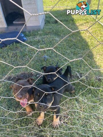 Kelpie pups