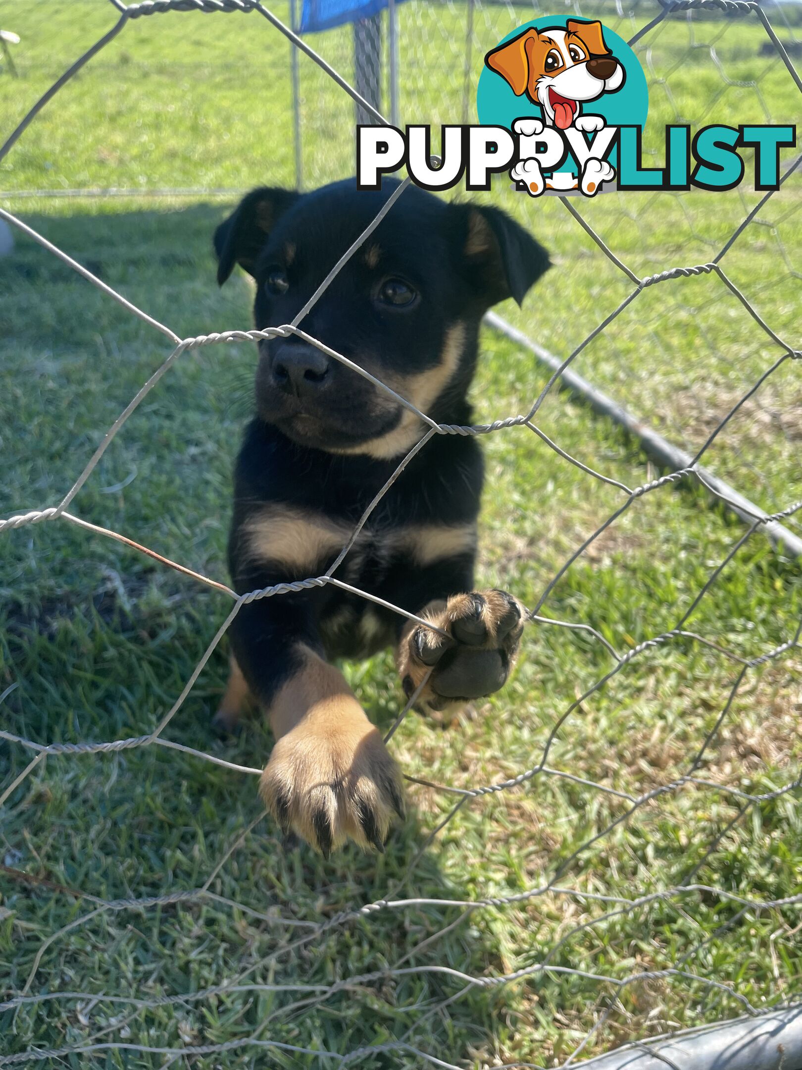 Kelpie pups