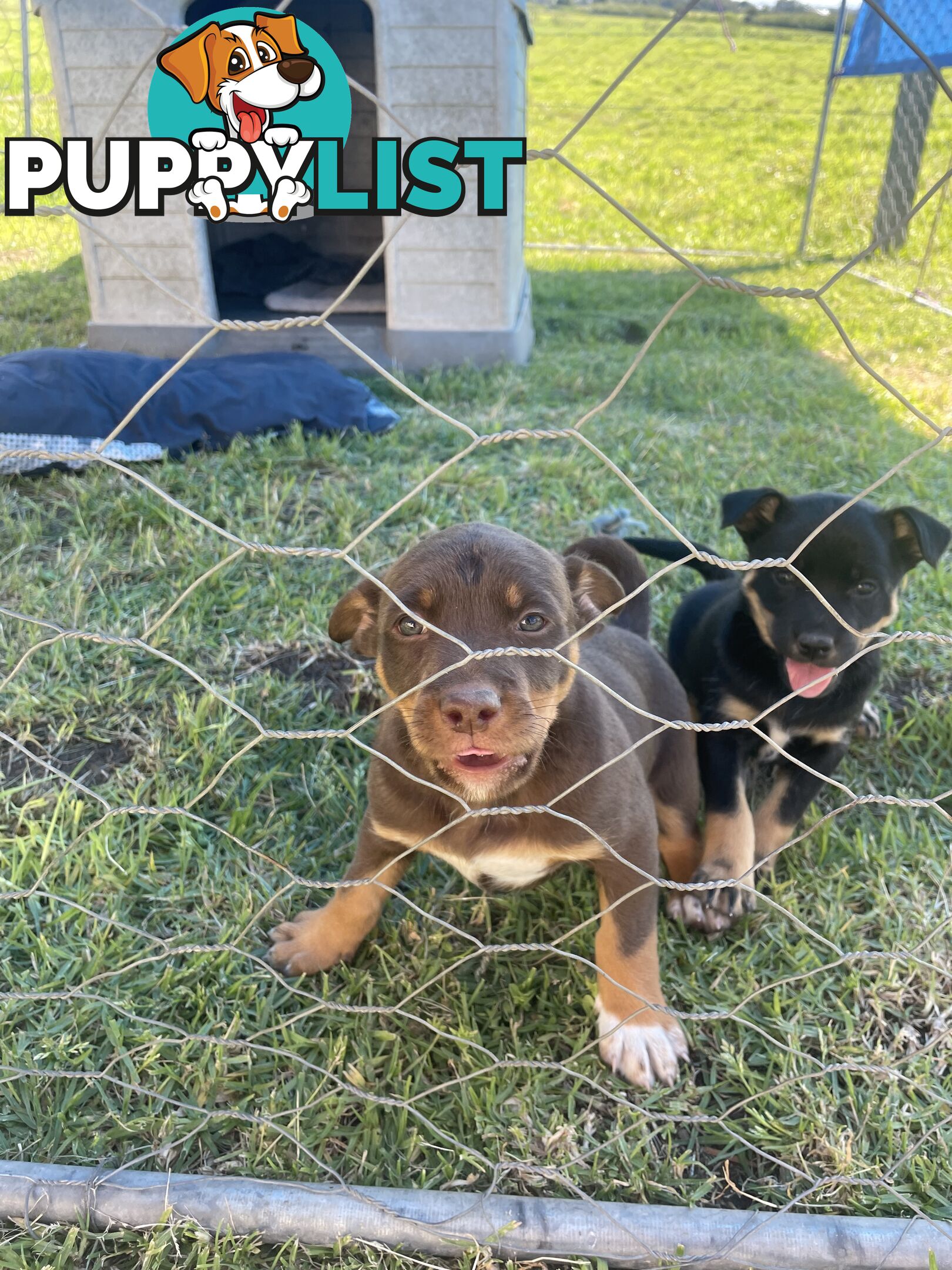 Kelpie pups