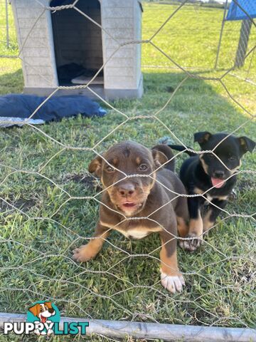 Kelpie pups