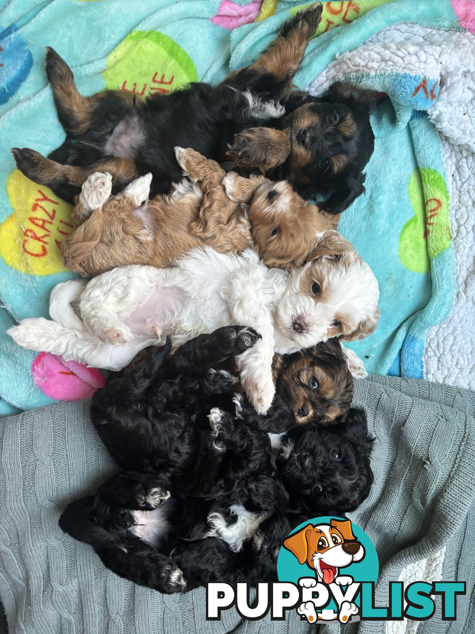 🐾X1 Second Generation Cavoodle puppy left – Ready for Loving Homes! 🐾