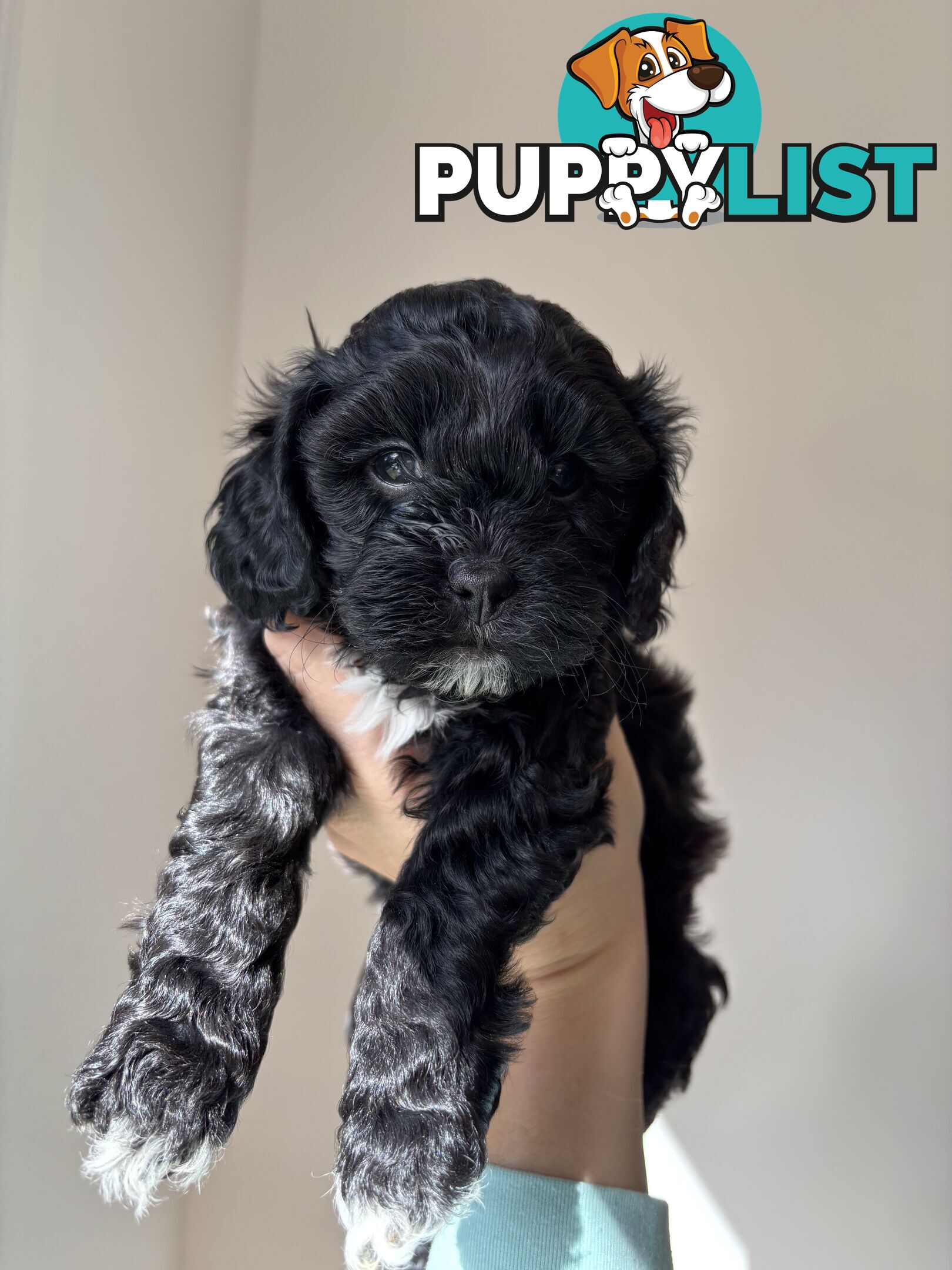 🐾X1 Second Generation Cavoodle puppy left – Ready for Loving Homes! 🐾