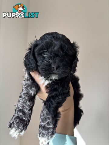 🐾X1 Second Generation Cavoodle puppy left – Ready for Loving Homes! 🐾