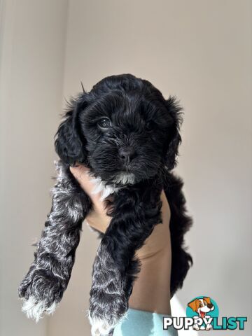 🐾X1 Second Generation Cavoodle puppy left – Ready for Loving Homes! 🐾