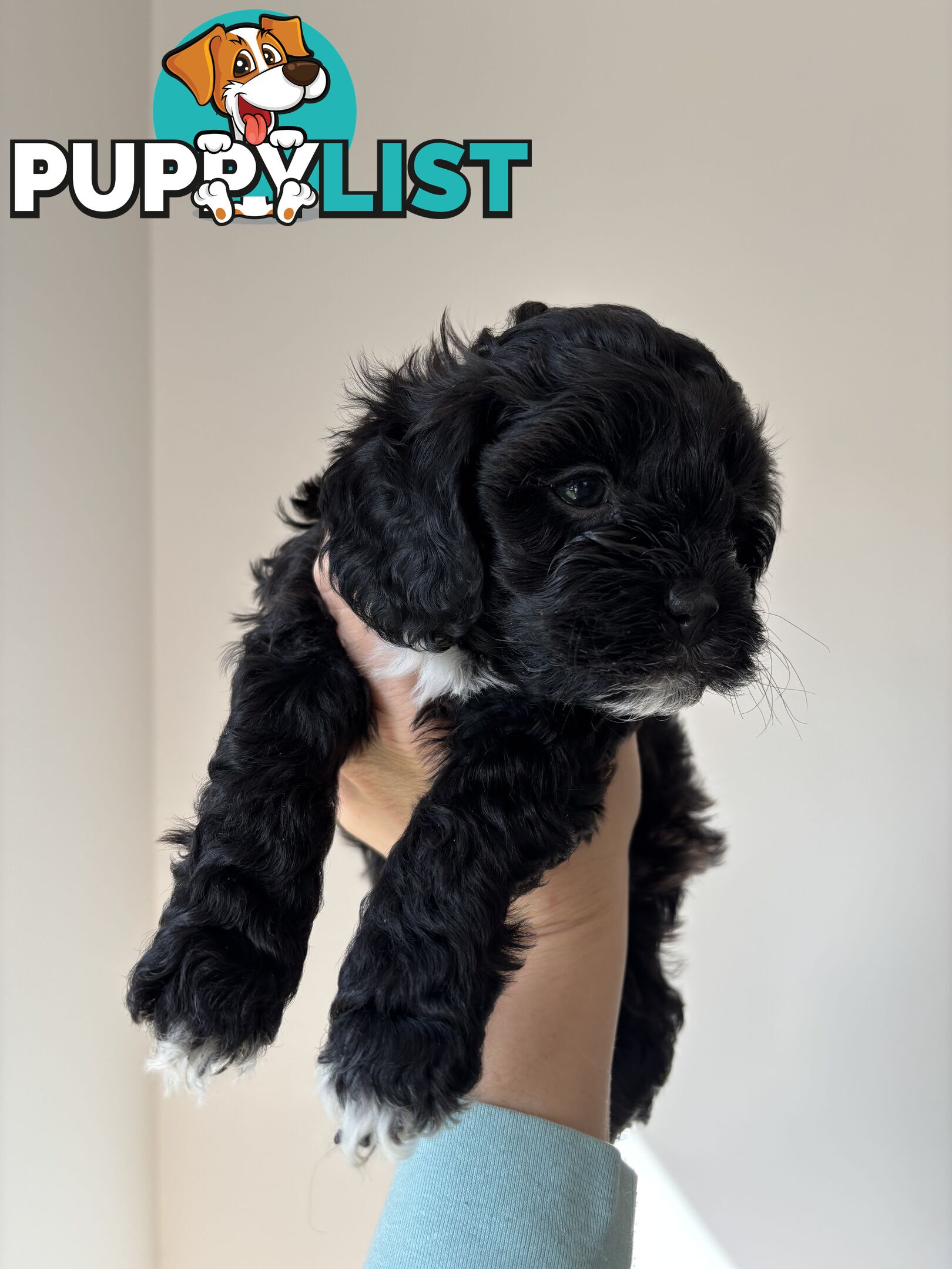 🐾X1 Second Generation Cavoodle puppy left – Ready for Loving Homes! 🐾