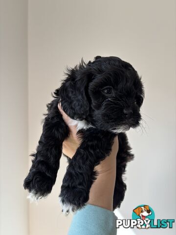 🐾X1 Second Generation Cavoodle puppy left – Ready for Loving Homes! 🐾