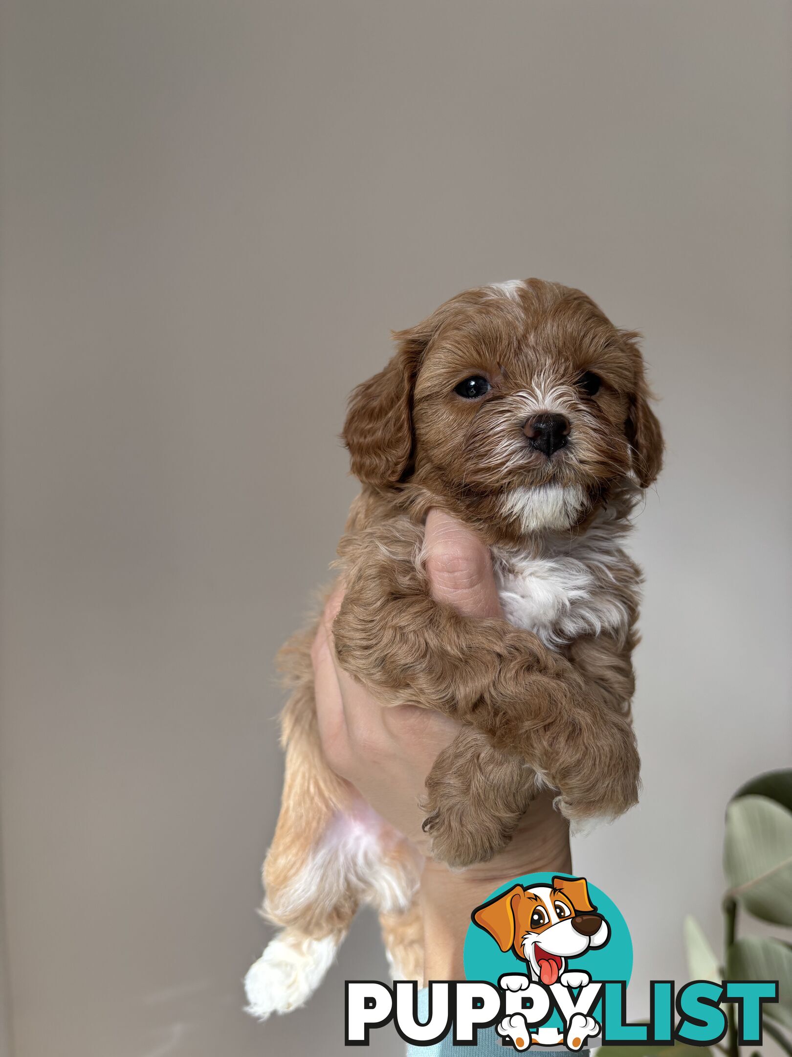 🐾X1 Second Generation Cavoodle puppy left – Ready for Loving Homes! 🐾