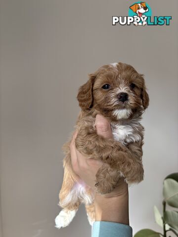 🐾X1 Second Generation Cavoodle puppy left – Ready for Loving Homes! 🐾