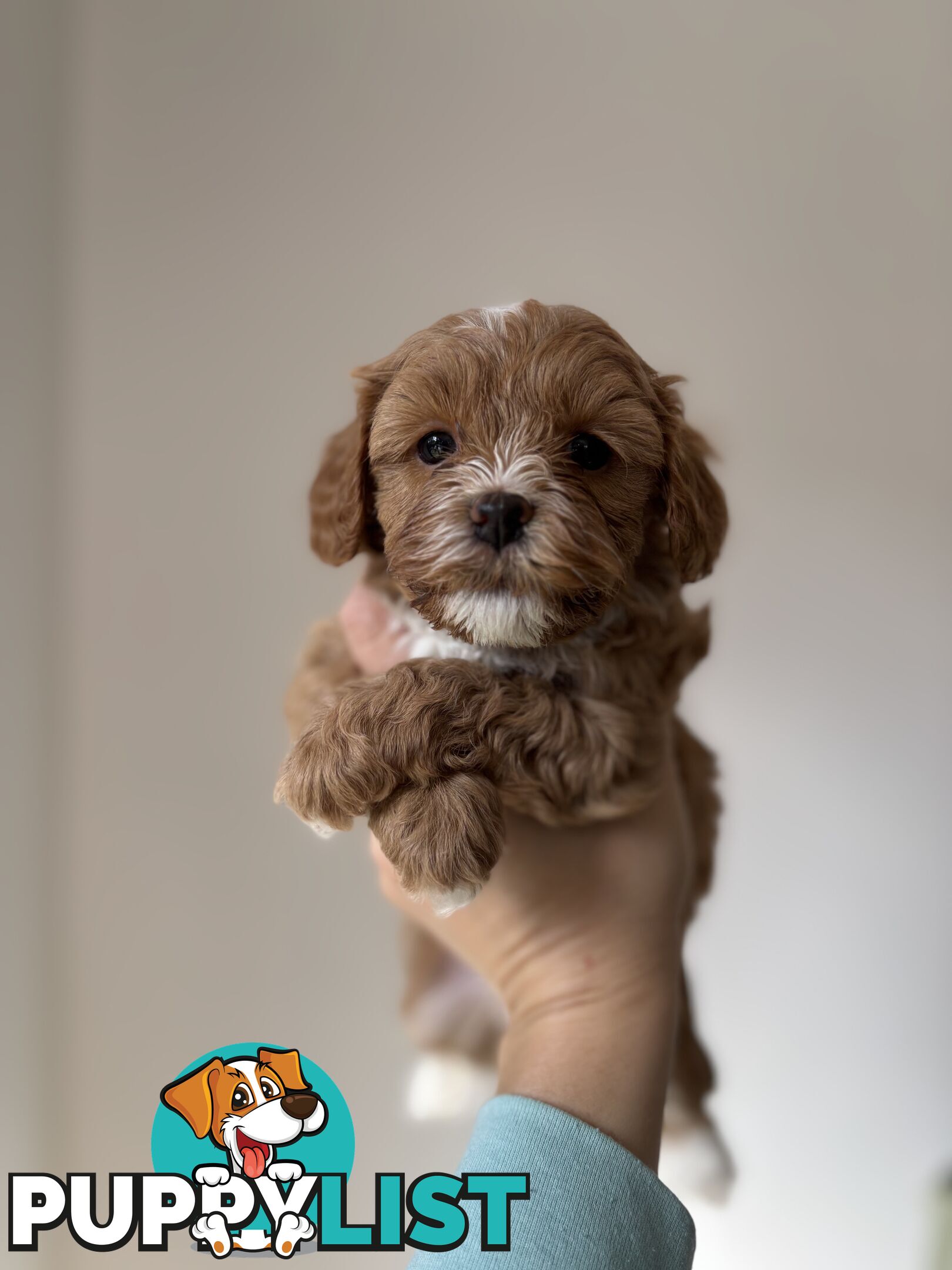 🐾X1 Second Generation Cavoodle puppy left – Ready for Loving Homes! 🐾